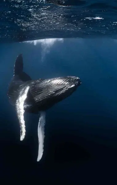# Escape the Beaten Path: The Austral Islands and Whale Watching